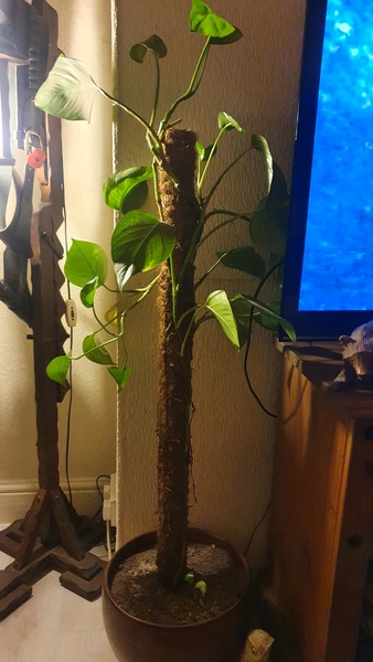 This houseplant, Philodendron scandens