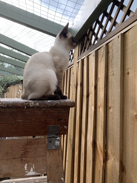 Siamese Journey