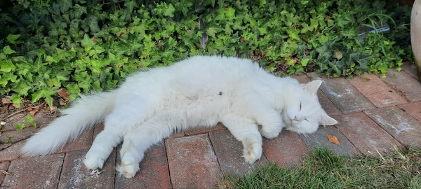 How long do your cats spend asleep in daft places?