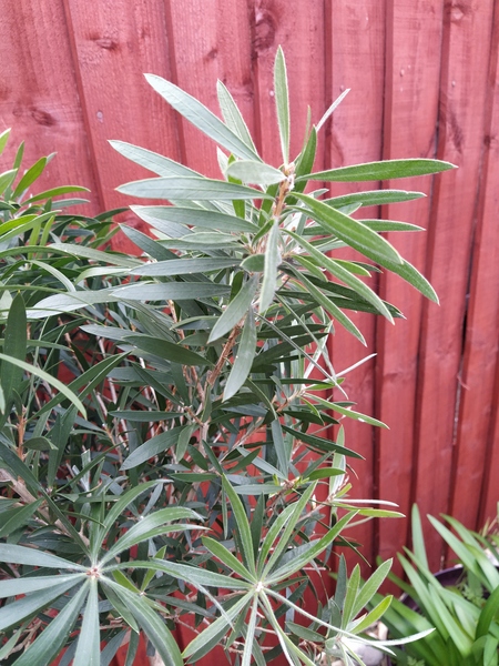 Plant ID pretty please