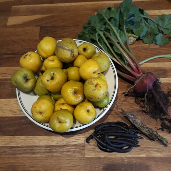 Allotment/Veg Patch Thread 16  Weather weirdness prevails !