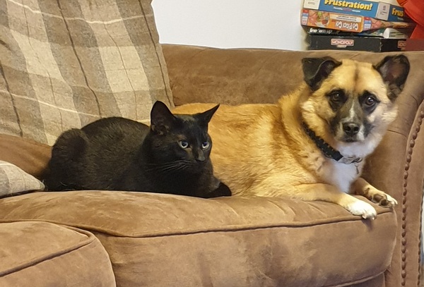 Describe your dog and let us guess the breed.