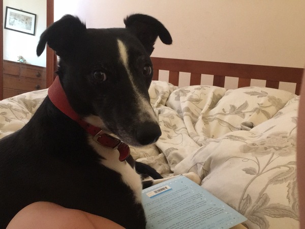 show me your dogs!