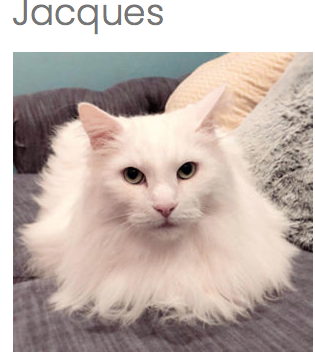 Is this the most adorable cat ever?
