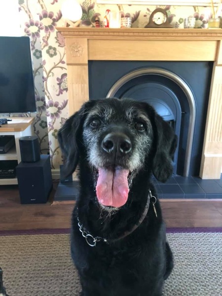 Rescuing dog on Saturday please help