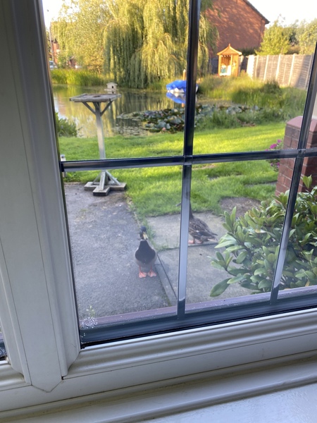 A duck has taken residence in our back garden
