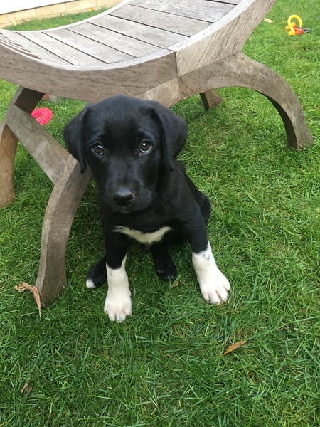 Getting a puppy next week... what have I done?!!! (Light hearted)