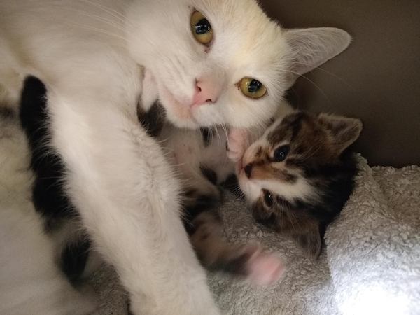 I'm going to be a foster mum (granny?)!