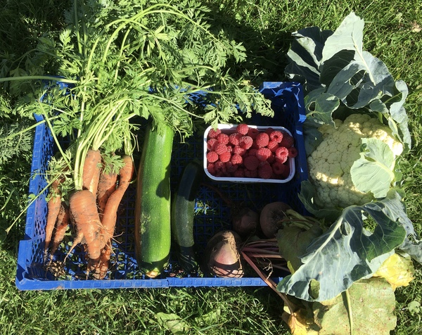Allotment/Veg Patch Thread 16  Weather weirdness prevails !