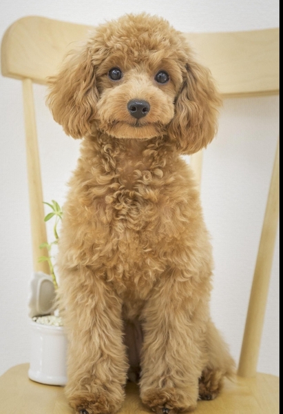 Can anyone recommend me a nice family dog breed?