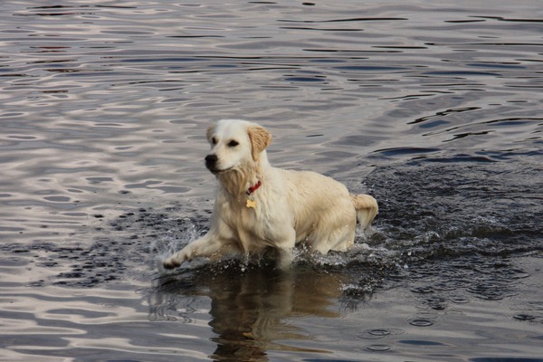 Tell me about golden retrievers