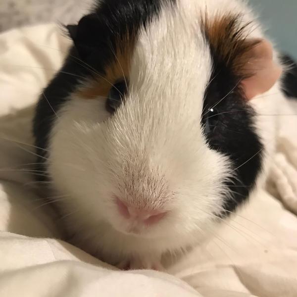Gerbils or hamster??