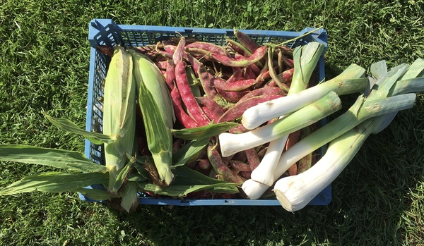 Allotment/Veg Patch Thread 16  Weather weirdness prevails !
