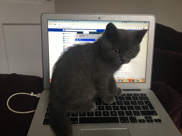 Does your cat follow the “if I fits, I sits” rule?