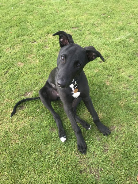 Puppy survival thread *September!*