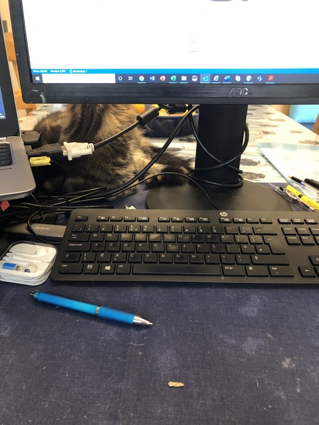 What's your DCat up to today? (Thread 8)
