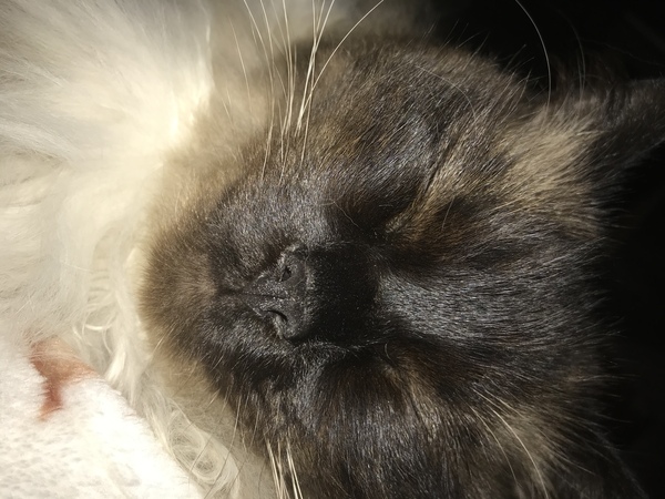 Noses.