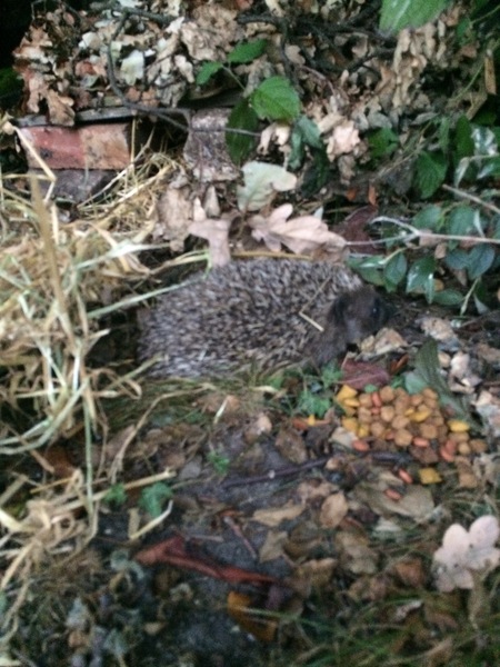 Westministenders: Brevid