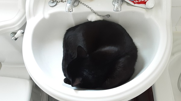 How long do your cats spend asleep in daft places?