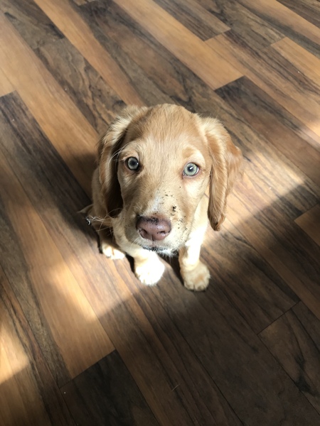 Puppy survival thread *September!*