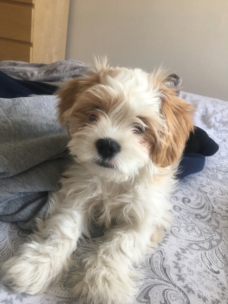 Puppy survival thread *September!*