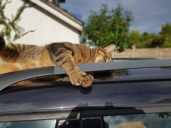 Thug cat part 3.  Unbidden guests are often welcomest when they are gone.