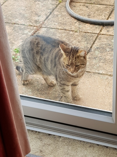 Thug cat part 3.  Unbidden guests are often welcomest when they are gone.