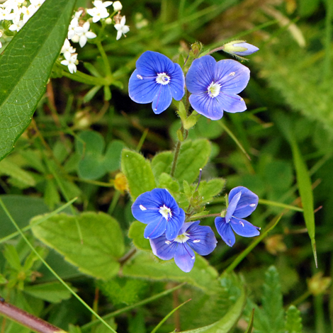 Girls name related to the colour blue?