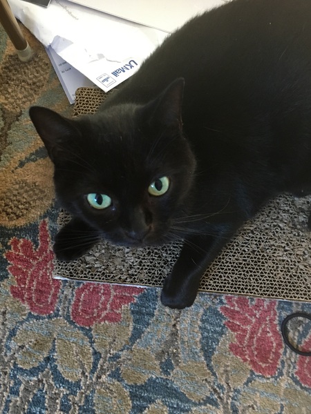 Kittens alert