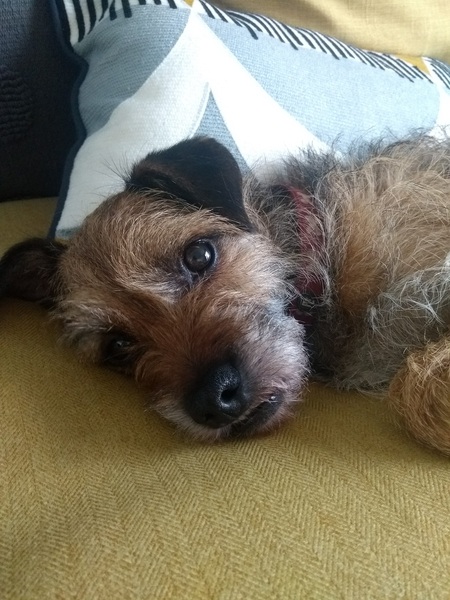 Rescuing dog on Saturday please help