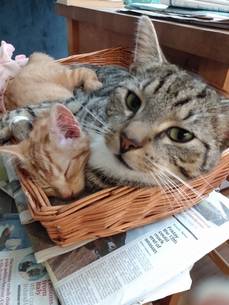 Photo thread for kittens!