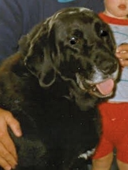 Rescuing dog on Saturday please help
