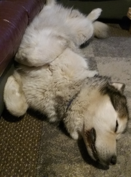What's your fantasy impractical/obscure dog breed?