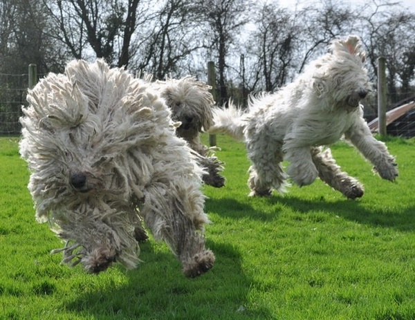 What's your fantasy impractical/obscure dog breed?