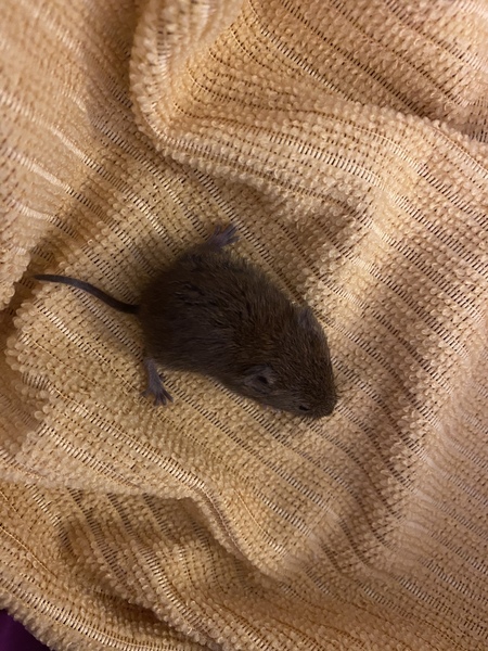 We've caught a mouse... It's adorable