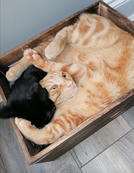 Does your cat follow the “if I fits, I sits” rule?
