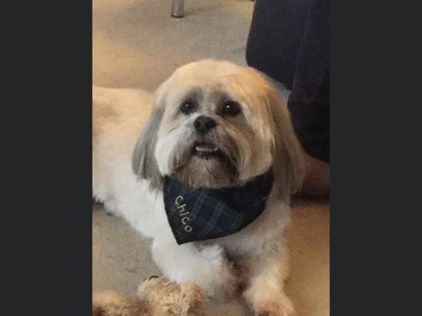 What dog next?  Please sell me your breed!