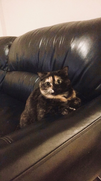 Is my tortoiseshell cat spoiled by me
