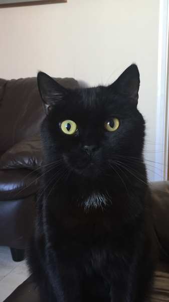 The Litter Tray Memorial Thread