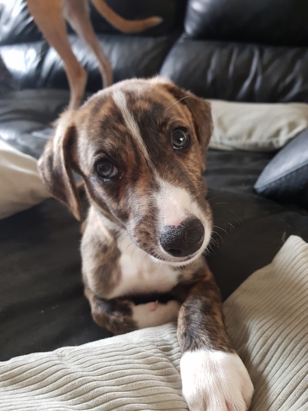 AIBU to want to show you a picture of our new puppy?