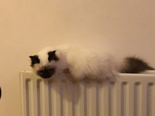 Is this the most adorable cat ever?
