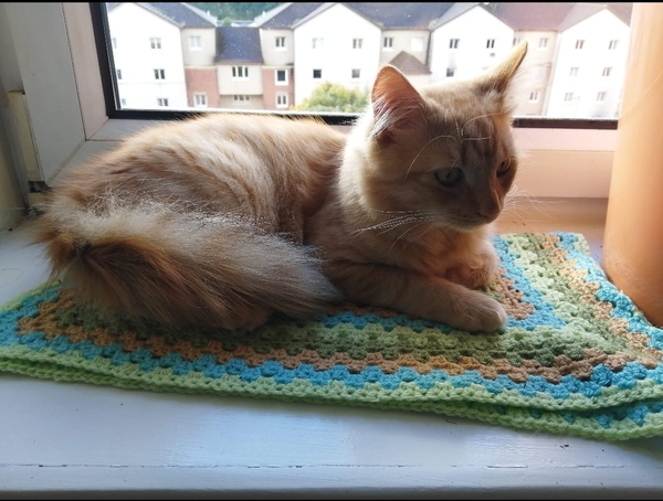 I have a Grandkitten.