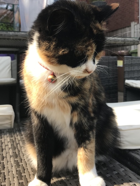 Is this the most adorable cat ever?