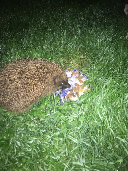 Hedgehog advice