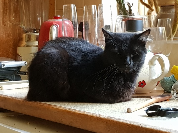 Thug cat part 3.  Unbidden guests are often welcomest when they are gone.