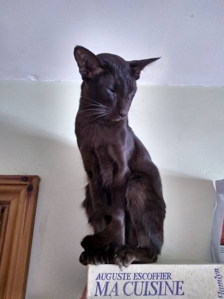 Siamese Journey