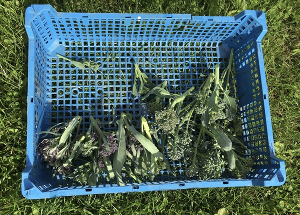 Allotment/Veg Patch Thread 16  Weather weirdness prevails !
