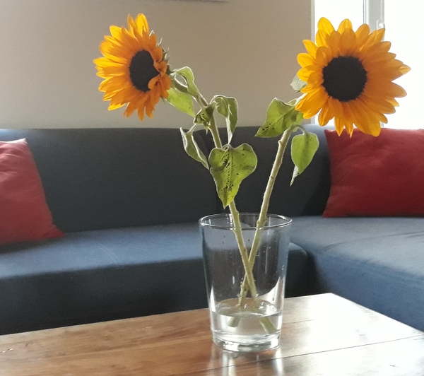 Westminstenders: Governing by U-Turn