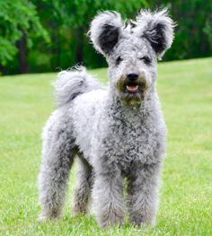 What's your fantasy impractical/obscure dog breed?