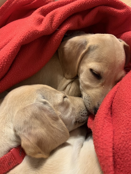 What's your fantasy impractical/obscure dog breed?